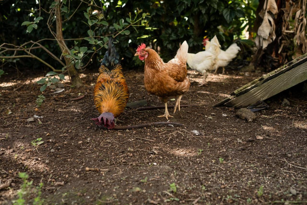Quinta Da Cidade Ponta Delgada Esterno foto